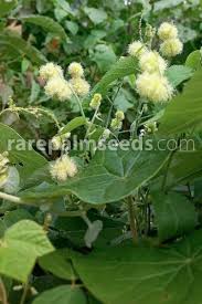 Image result for Tragia brevipes