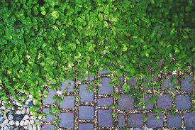 Image result for Pilea rivularis
