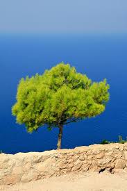 . fermes sont orientées plein sud. Les Plantes D Ensoleillement Conseils De Jardinage M6 Deco Fr