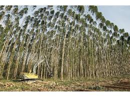 Timber plantation plays a significant role to produce raw timber material. Plantation Forestry A Global Look Forest Area 3