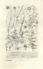 Image result for Phyllanthus nummulariifolius