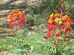 Maybe you would like to learn more about one of these? Arizona Desert Bloom Landscape Landscape Maintenance Irrigation Repair Landscaping Companies