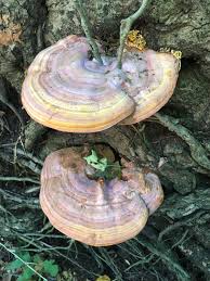 Image result for Ganoderma curtisii
