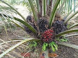 Benih dan bibit kelapa sawit balai benih kebun kelapa sawit adolina ptpn iv afd iii var. Bibit Unggul Kelapa Sawit Varietas Dxp Tn1 Banyak Diminati Pekebun Pijar Nusa Media