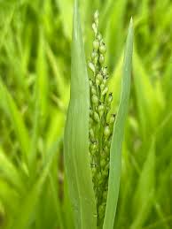 Image result for Urochloa deflexa
