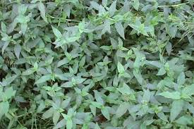 Image result for Commelina benghalensis