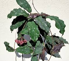 Image result for Quassia undulata