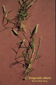 Image result for Eragrostis porosa