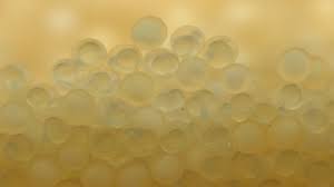 The eggs hatch between 3 to 6 days after fertilization. Koi Eggs 22 Hours After Fertilisation Yoshikigoi Farm Poland Youtube