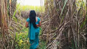 Today I Kicked My Wifes Ass in a Sugarcane Field and Shot an Indian Sex  Video