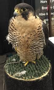 One such amazing bird of prey is the falcon or hawk.falcons are really helpful to the farmers who are looking for an efficient solution for pest control in order to learn more about how falconry is used for pest control, it is essential that you understand the various types of birds that the farmers need to be. Trends In Vineyard Management Include Using Birds Of Prey For Pest Control Ledger David Cellars Vineyard And Winery In Southern Oregonledger David Cellars Vineyard And Winery In Southern Oregon