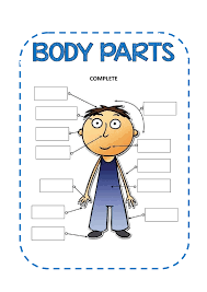 Check spelling or type a new query. Body Parts