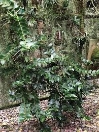 Image result for Diaphananthe sarcophylla