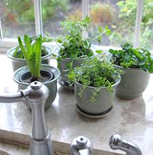 How to grow an herb garden in your kitchen. How To Grow An Herb Garden In Your Kitchen