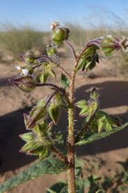 Image result for Trichodesma angustifolium