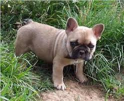 Black And Tan Frenchie Cost A Black Masked Fawn French Bulldog Puppy Is Just What I Need Fawn French Bulldog Bulldog Puppies Puppies And Kitties