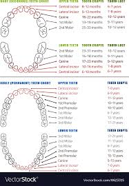 Human Teeth Infographic Teeth Infographic