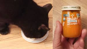 They provide a good amount of nutritional value to cat diet. Cats Try Pumpkin Baby Food For The First Time Youtube