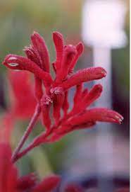 Anigozanthus Red Jumper Flowers Red Jumper Plants
