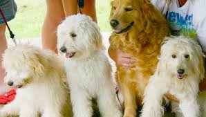 Who are the best breeders of goldendoodles? Goldendoodle Puppies For Sale Health Guaranteed