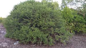 Image result for Pemphis