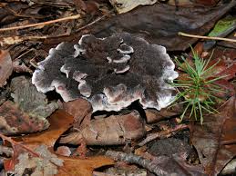 Image result for Phellodon niger