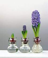 Diy 5 Idees Faciles Pour Des Fleurs De Jacinthes A L Interieur Planter Des Bulbes Bulbe Jacinthe Jacinthe