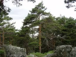 We did not find results for: Ciri Dan Penjagaan Pinus Scots Pinus Sylvestris Berkebun Hidup