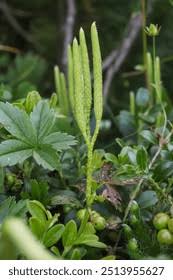 Image result for Lycopodiaceae