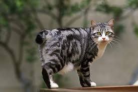 Japanese Bobtail: Appearance & Character | zooplus Magazine