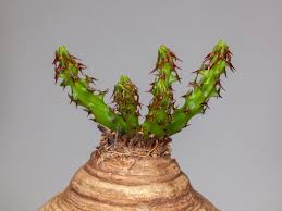 Image result for Euphorbia dawei