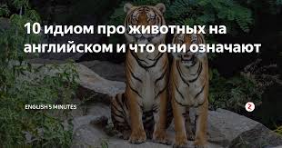 Bryan Adams Everything I Do It For You перевод 10 Idiom Pro Zhivotnyh Na Anglijskom I Chto Oni Oznachayut Idiomy Anglijskij Anglijskij Yazyk