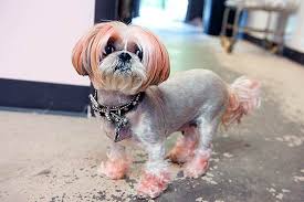 There has been an alarming increase in the rate of animal injuries and deaths at grooming facilities across the country. Dog Grooming A Booming Industry