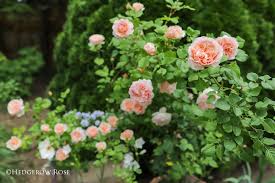 Princesse charlène de monaco rose. Growing Rosa Princesse Charlene De Monaco