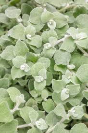 Image result for Helichrysum decorum