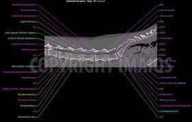 Lumbar Spine Of The Dog On Ct Vet Anatomy