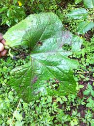 Image result for Tiliacora funifera