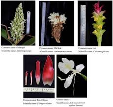 More than 30 dried edible flowers at pleasant prices up to 141 usd fast and free worldwide shipping! Frontiers Nutritional Compositions And Phytochemical Properties Of The Edible Flowers From Selected Zingiberaceae Found In Thailand Nutrition