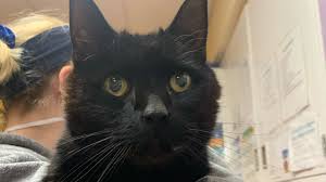 After this, each additional year is around four 'cat years'. Rochester Nh Couple S Christmas Miracle Cat Found After 7 Years