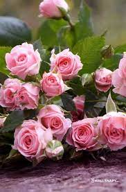 We did not find results for: Download Free Roses Wallpapers For Mobile Wallsnapy