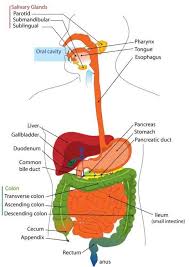 Image Digestive System Img 7893 Human Digestive System Digestive System Diagram Digestive System Anatomy