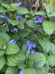 Image result for Barleria superata