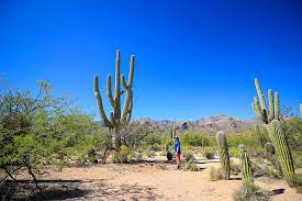 This is the american earth system. 5 Shocking Facts About Arizona S Saguaro Cactus Did You Know These Nuventure Travels