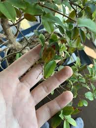 Reasons why oak leaves turn brown. I Need Some Help With My Jaboticaba Bonsai My Leaves Are Turning Brown And I Would Love And Appreciate All The Help Bonsai