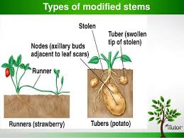 Stem modifies itself according to their adaptation. Plant Organs