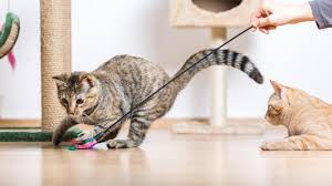 10 Rekomendasi Mainan Untuk Kucing Terbaik 2020