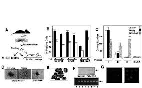 The features rival big players such as winrar, all while not taking a huge toll on system performance. Pml Rar Expression Causes Ra Sensitive Differentiation Block And Download Scientific Diagram