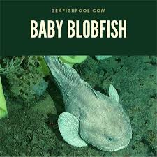 The four factors (abiotic and biotic) that negatively impact the health of a blobfish are water pollution (abiotic), bad location (abiotic), lack of mollusks and shellfish (biotic), humans (biotic) the way water pollution could negatively impact them is that it could kill them because they live in the water. Baby Blobfish How Many Babies Do Blobfish Have Seafish