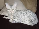 Silver & Brown Spotted Bengal Kittens For Sale - Texas ...