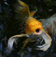 ɲiɕi̥kiꜜɡoi, literally brocaded carp), are colored varieties of the amur carp (cyprinus rubrofuscus). Butterfly Koi Basic Facts To Know Aquascape Inc